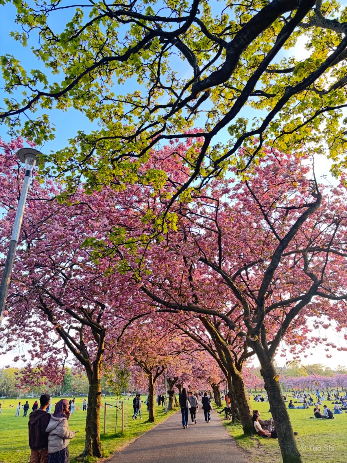 A path lined with pink cherry blossom trees across a sunny park