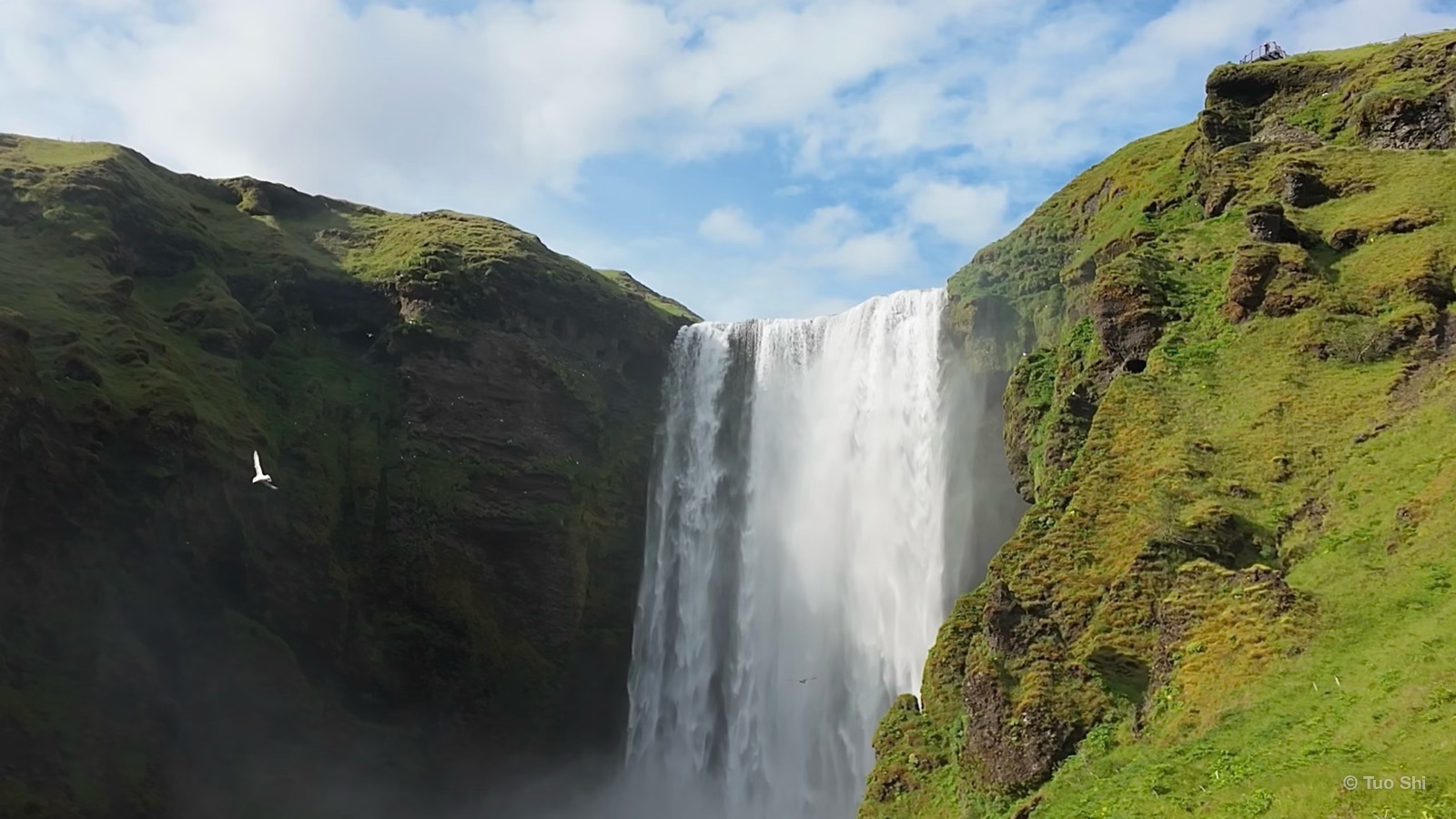 Skogafoss waterfall pouring over a green cliff with a seabird in flight