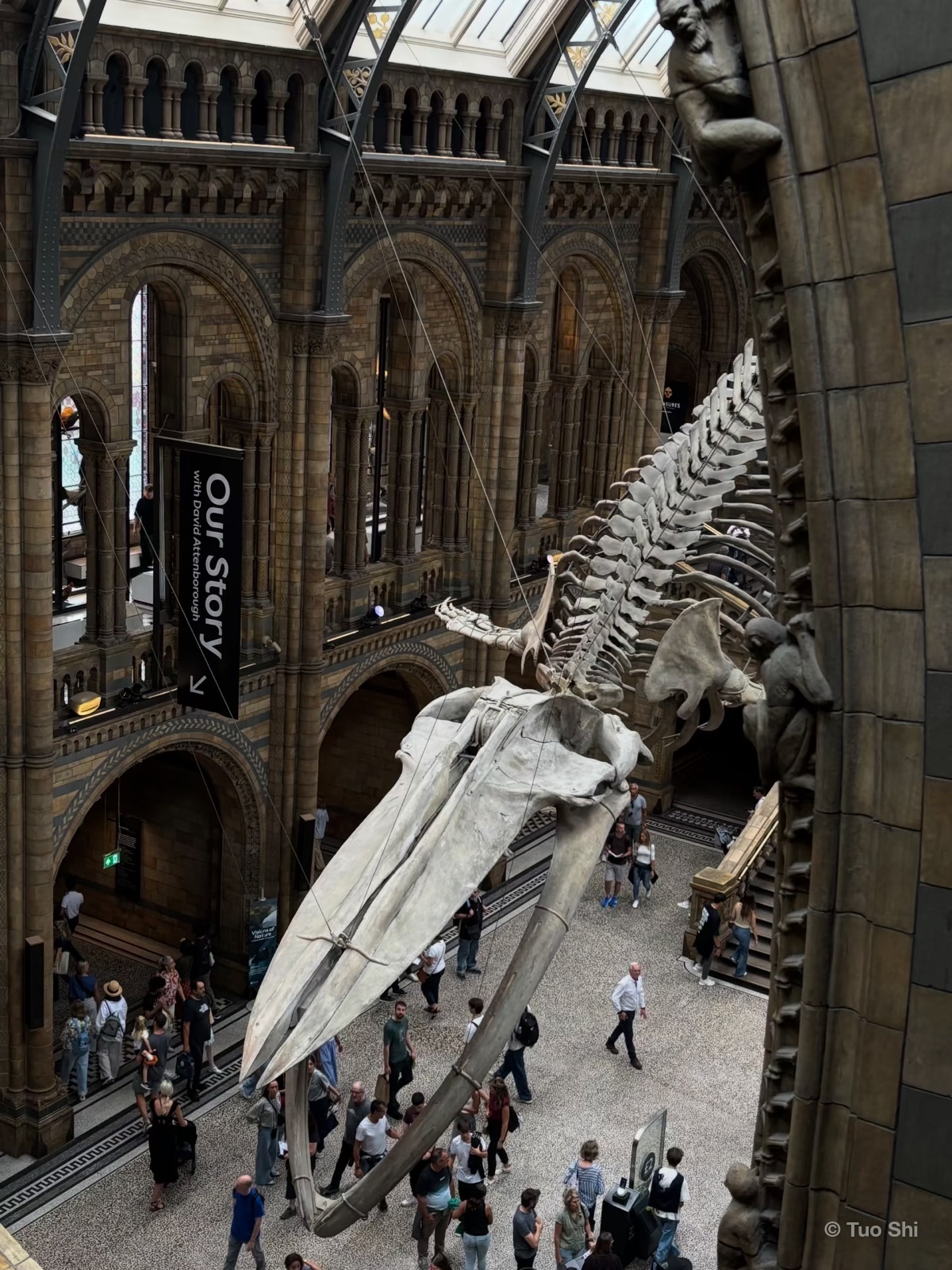 A blue whale skeleton suspended through the arched hall of the Natural History Museum