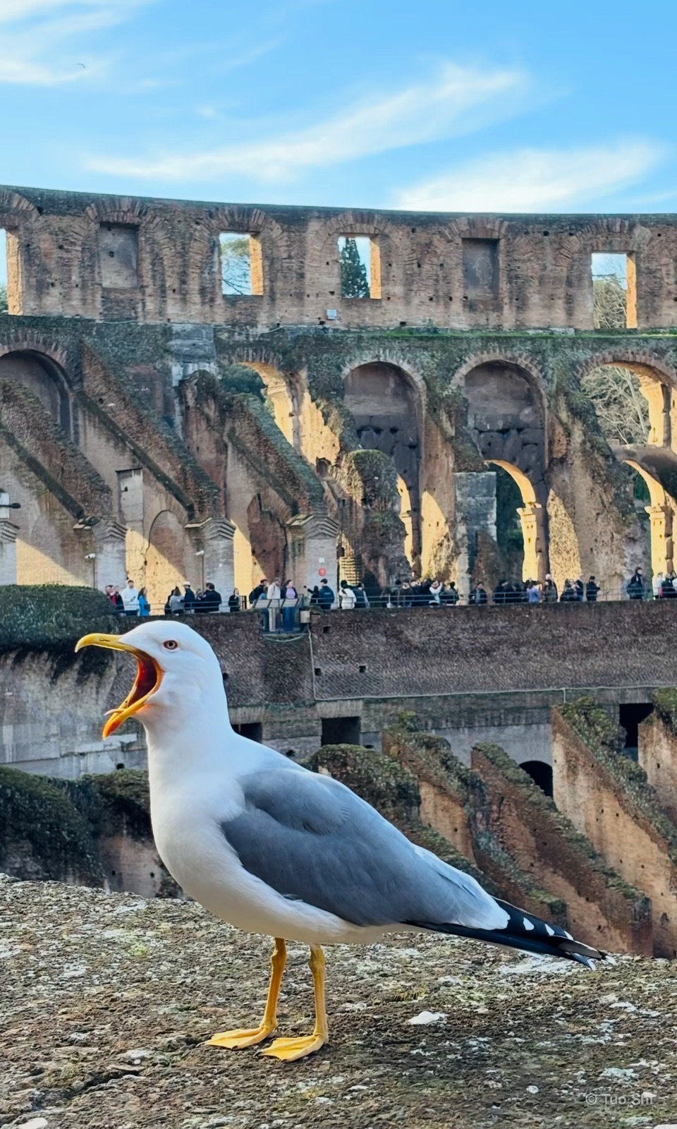 A gull calling out on a stone ledge inside the Colosseum
