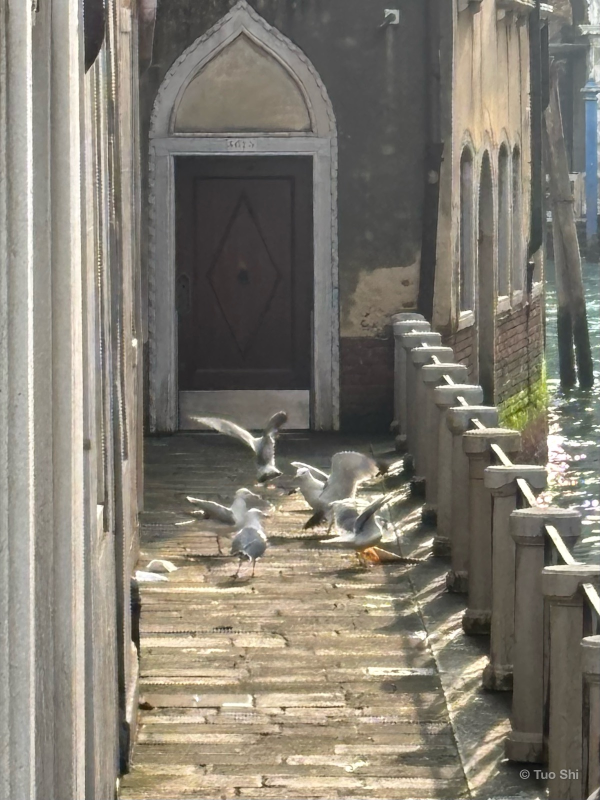Gulls fighting over a paper cone of fried seafood on a canal-side walkway